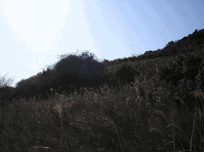 전라남도 여수시 삼산면 동도리 342 전 경매 사진 8