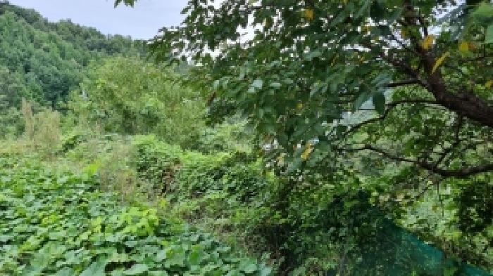전북특별자치도 장수군 계북면 원촌리 1554 전 경매 사진 14