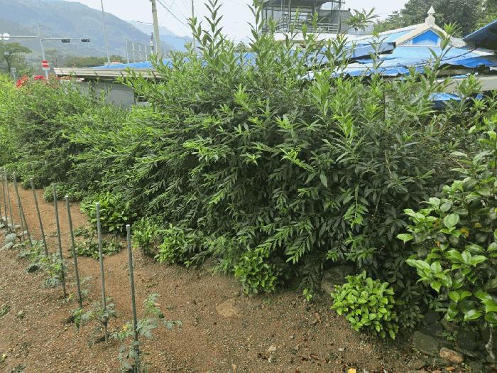 경상남도 하동군 화개면 덕은리 200-1 공장 경매 사진 9