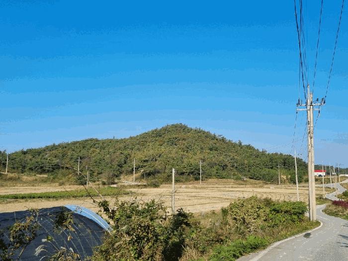 전라남도 신안군 증도면 병풍리 산142 임야 경매 사진 2