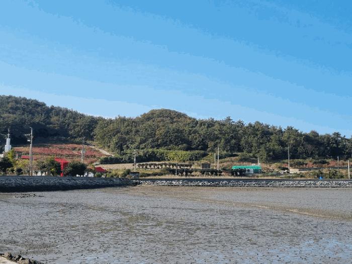 전라남도 신안군 증도면 병풍리 산142 임야 경매 사진 8
