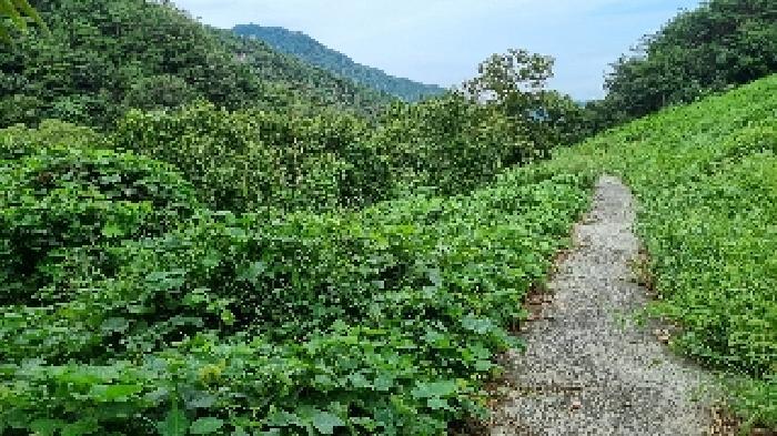 전북특별자치도 순창군 적성면 석산리 279-2 답 경매 사진 14