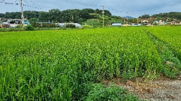 전북특별자치도 순창군 적성면 석산리 279-4 답 경매 사진 18