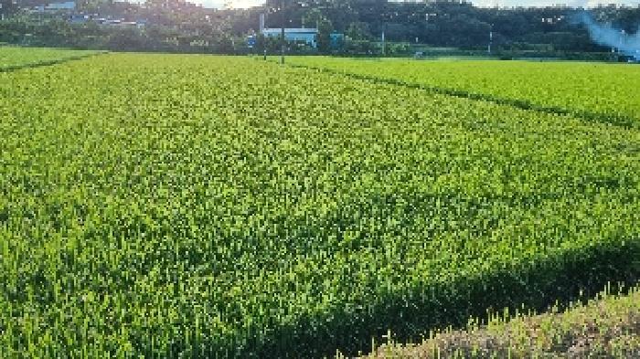 전북특별자치도 남원시 송동면 송내리 955-6 답 경매 사진 10