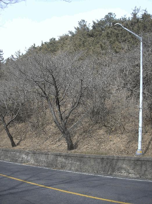 전라남도 순천시 왕지동 산61 임야 경매 사진 6