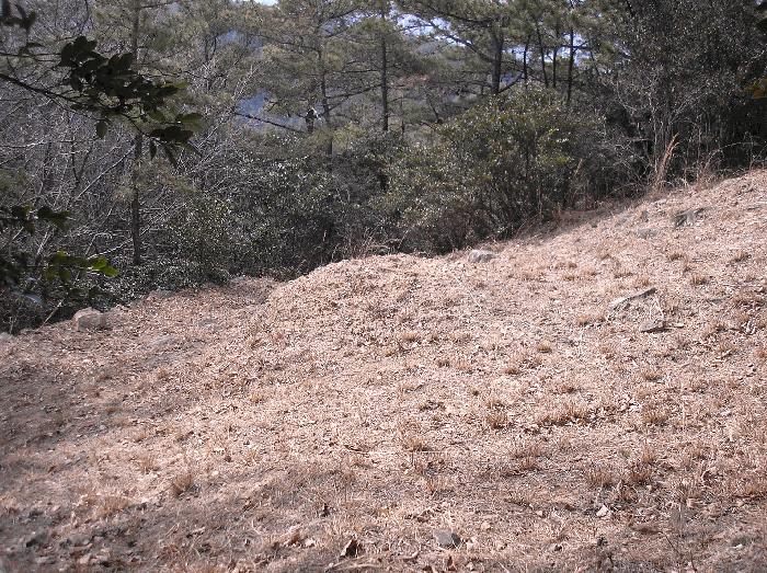 전라남도 순천시 왕지동 산61 임야 경매 사진 8