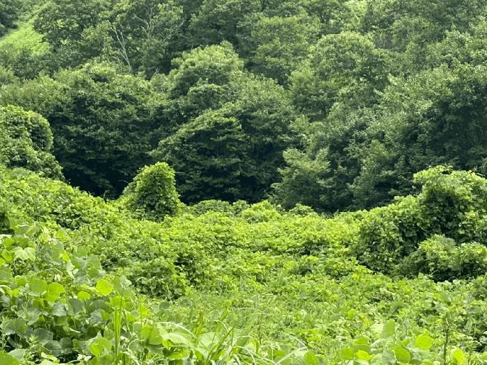 경상남도 하동군 화개면 탑리 150-1 답 경매 사진 2