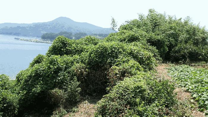 경상남도 남해군 미조면 송정리 486-1 전 경매 사진 10