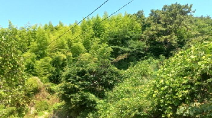 경상남도 거제시 장목면 장목리 366-20 전 경매 사진 5