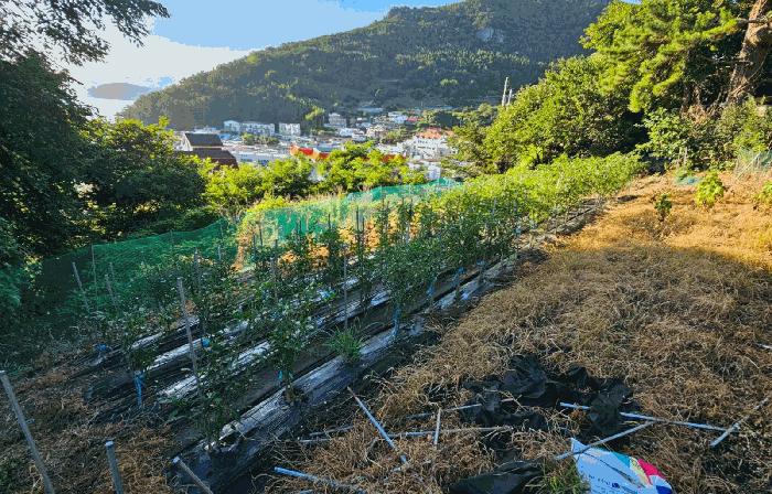 경상남도 통영시 산양읍 영운리 537 전 경매 사진 3
