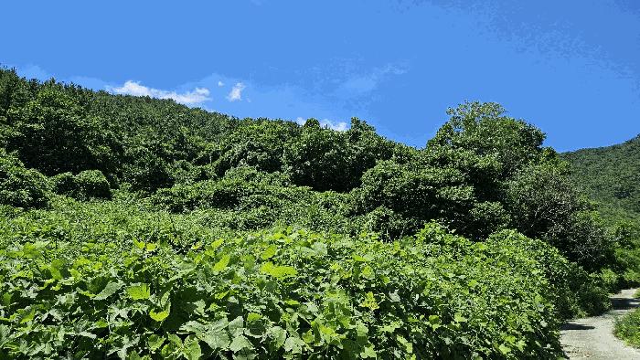 경상남도 남해군 남면 죽전리 72-1 전 경매 사진 3
