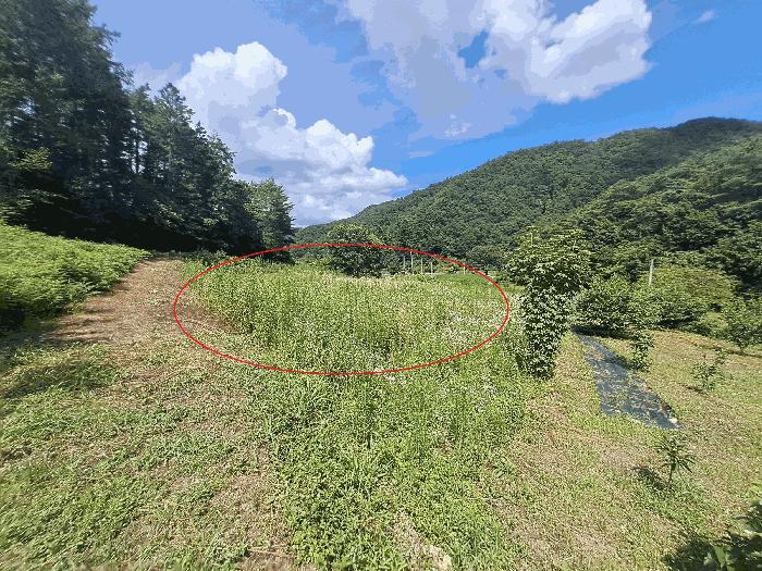 전북특별자치도 진안군 주천면 운봉리 487 답 경매 사진 2