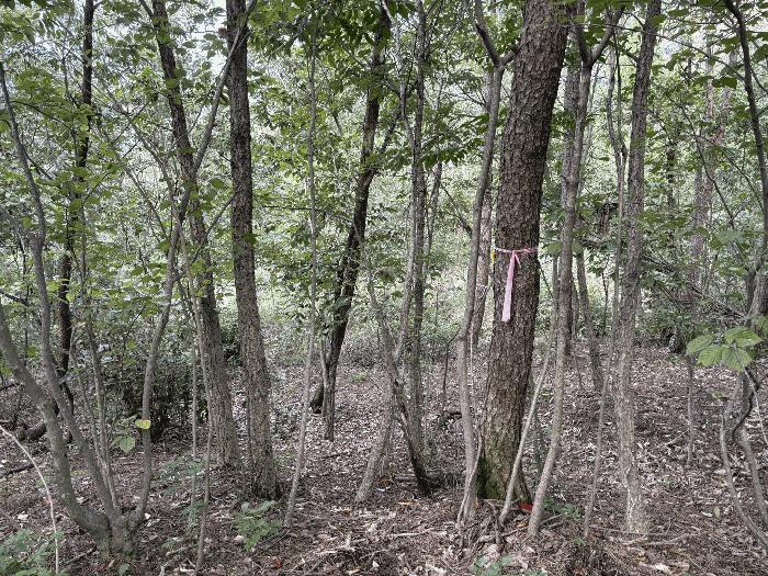 경상남도 하동군 금성면 고포리 산42 임야 경매 사진 2
