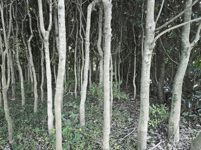 경상남도 거제시 동부면 가배리 84 답 경매 사진 2