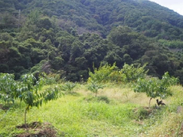 경상남도 밀양시 삼랑진읍 행곡리 1356-5 답 경매 사진 11