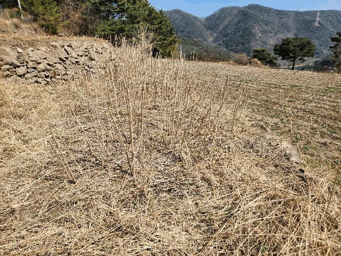 경상남도 창녕군 성산면 대산리 372 답 경매 사진 12
