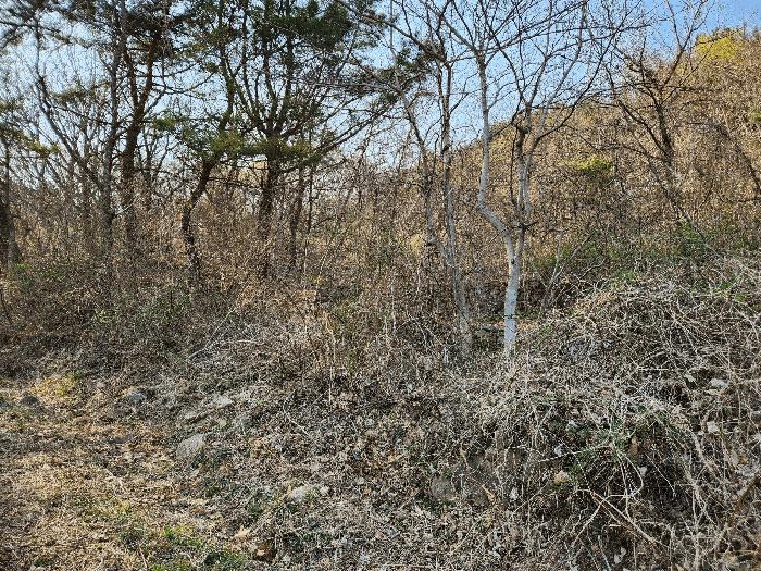 경상남도 창녕군 성산면 대산리 555 답 경매 사진 13