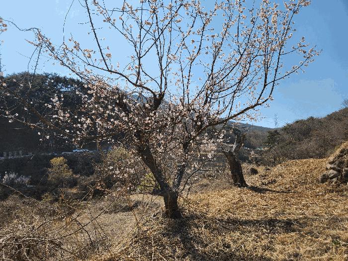 경상남도 창녕군 성산면 대산리 520-2 답 경매 사진 8