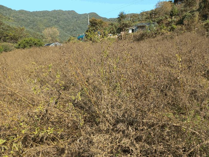 경기도 포천시 관인면 사정리 743-2 잡종지 경매 사진 2