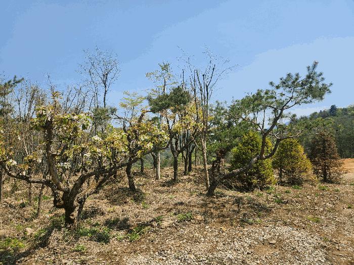 경기도 가평군 청평면 대성리 산60-5 임야 경매 사진 1