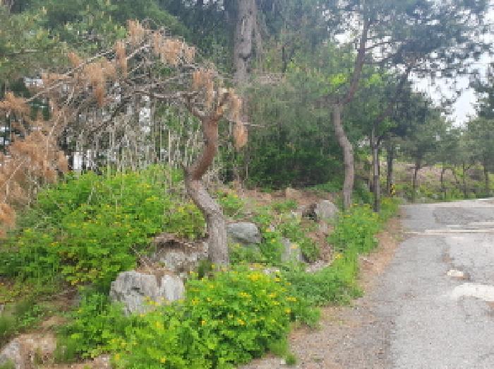 경기도 가평군 상면 임초리 106 임야 경매 사진 16