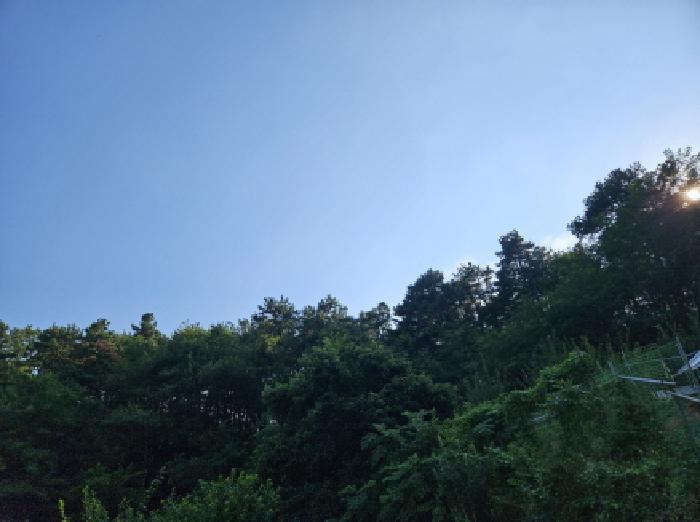 경기도 시흥시 포동 산81-4 임야 경매 사진 8