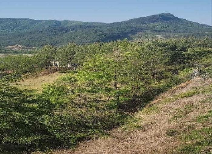 충청북도 영동군 양강면 묵정리 336-5 답 경매 사진 14