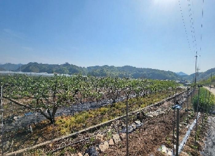 충청북도 영동군 양강면 묵정리 336-5 답 경매 사진 9