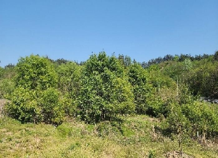 충청북도 영동군 양산면 수두리 308-2 전 경매 사진 11