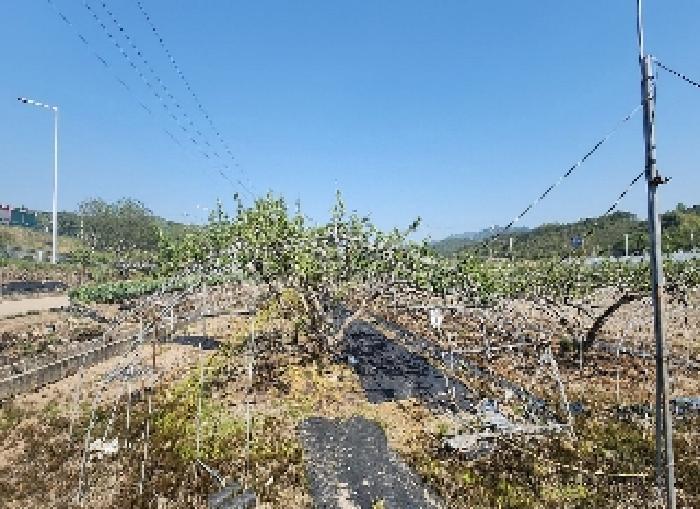 충청북도 영동군 양산면 수두리 308-2 전 경매 사진 12