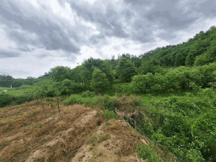 충청북도 영동군 양산면 수두리 308-2 전 경매 사진 2