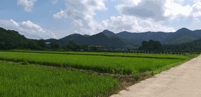 충청북도 옥천군 이원면 강청리 271-1 답 경매 사진 3