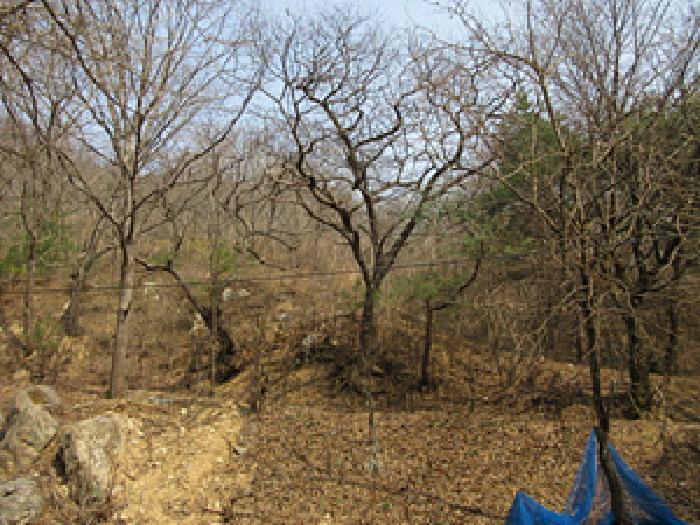 경상북도 문경시 농암면 내서리 739-5 전 경매 사진 10