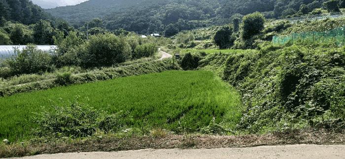 세종특별자치시 전의면 양곡리 134-1 답 경매 사진 7