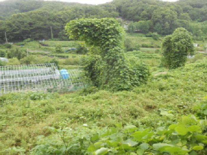 세종특별자치시 전의면 양곡리 134-9 답 경매 사진 11