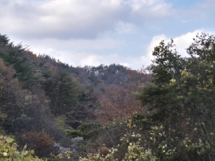 경상북도 경주시 양남면 상계리 산12 임야 경매 사진 2