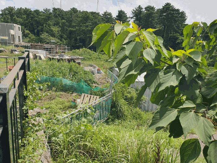 제주특별자치도 제주시 오라이동 862-6 과수원 경매 사진 2