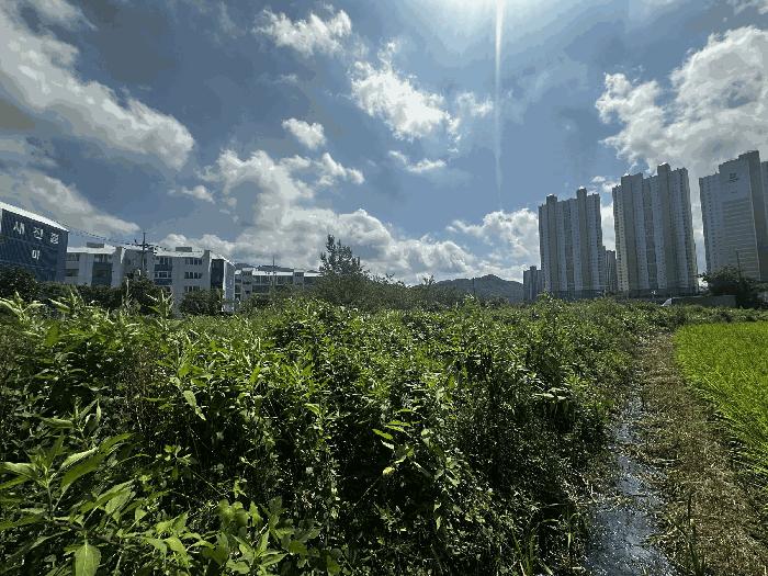 경상남도 양산시 소주동 551 답 경매 사진 4