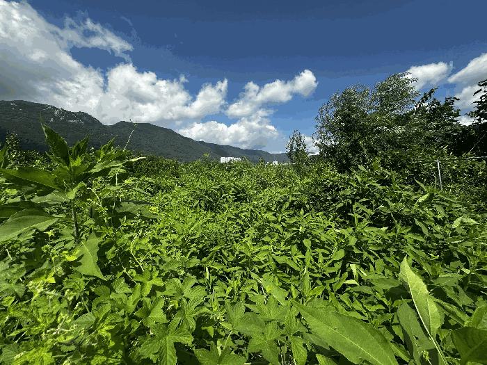 경상남도 양산시 소주동 551 답 경매 사진 5
