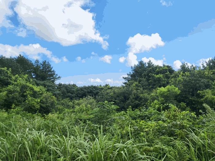 제주특별자치도 서귀포시 표선면 가시리 714 임야 경매 사진 2