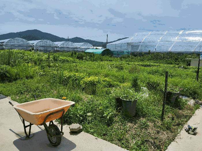 경상북도 김천시 봉산면 신리 239-6 과수원 경매 사진 2