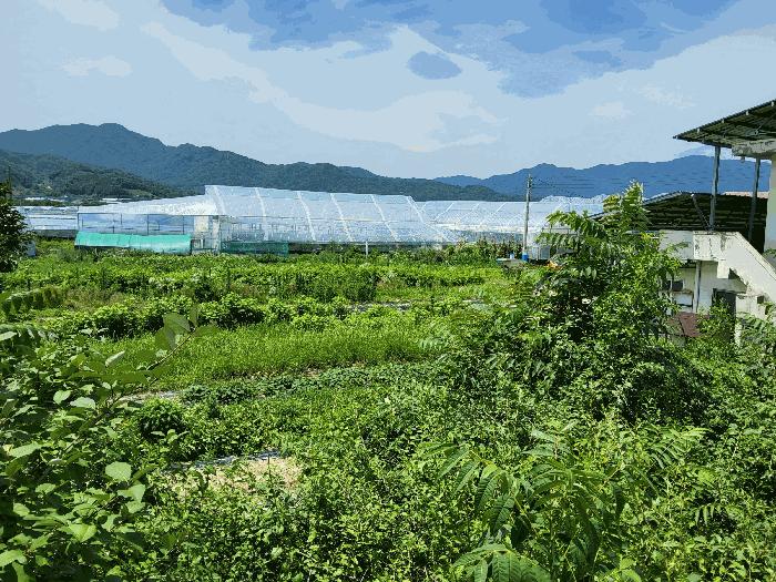 경상북도 김천시 봉산면 신리 239-6 과수원 경매 사진 3