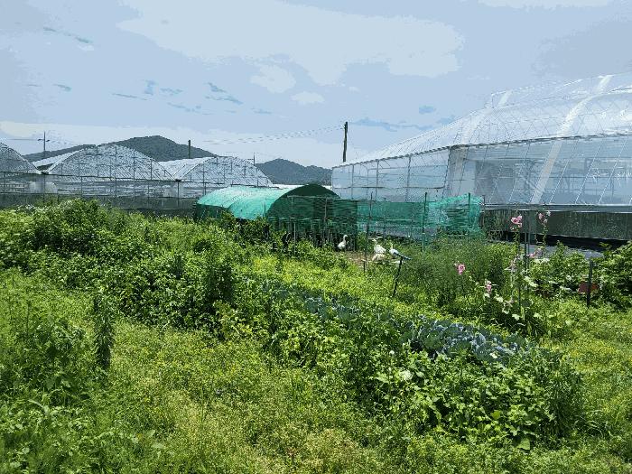 경상북도 김천시 봉산면 신리 239-6 과수원 경매 사진 4