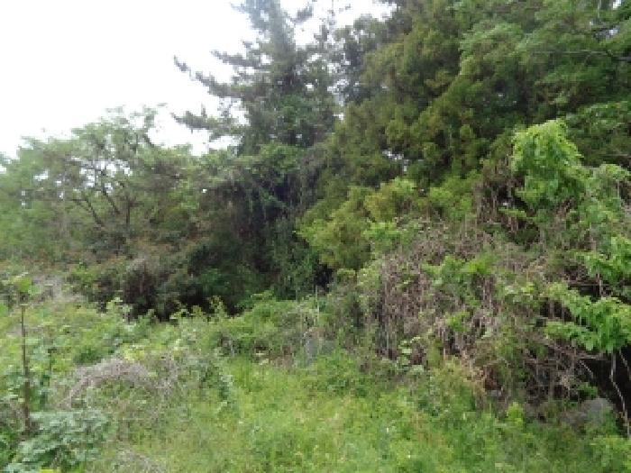제주특별자치도 제주시 애월읍 납읍리 산79 임야 경매 사진 7