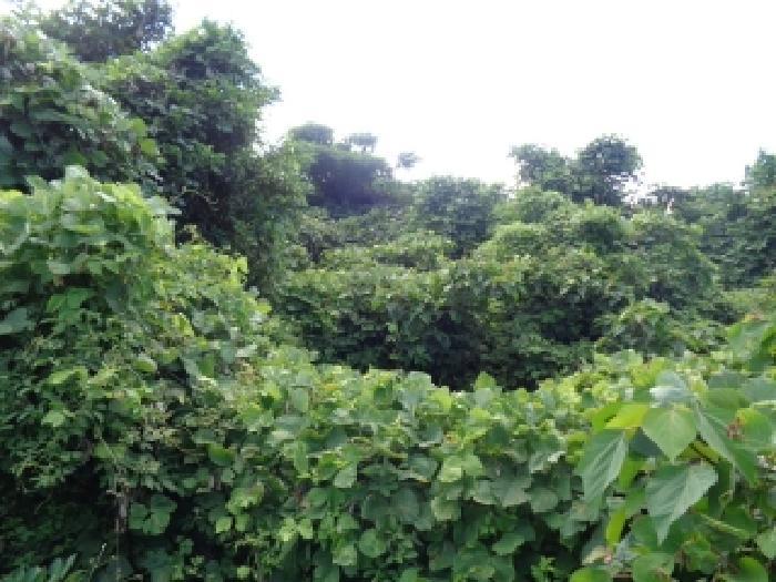 제주특별자치도 서귀포시 안덕면 서광리 2456 임야 경매 사진 5