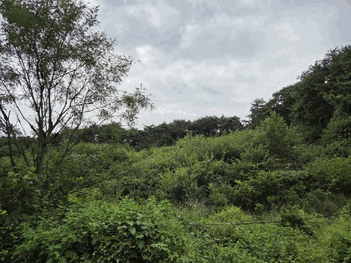 충청남도 당진시 임야