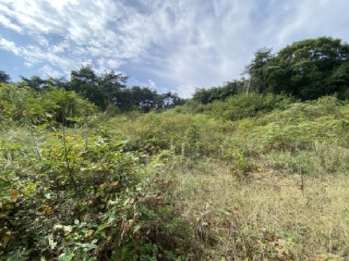 충청남도 당진시 송악읍 가교리 594-8 임야 경매 사진 14