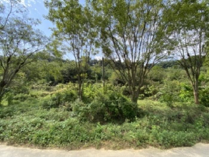 충청남도 당진시 송악읍 가교리 594-8 임야 경매 사진 16
