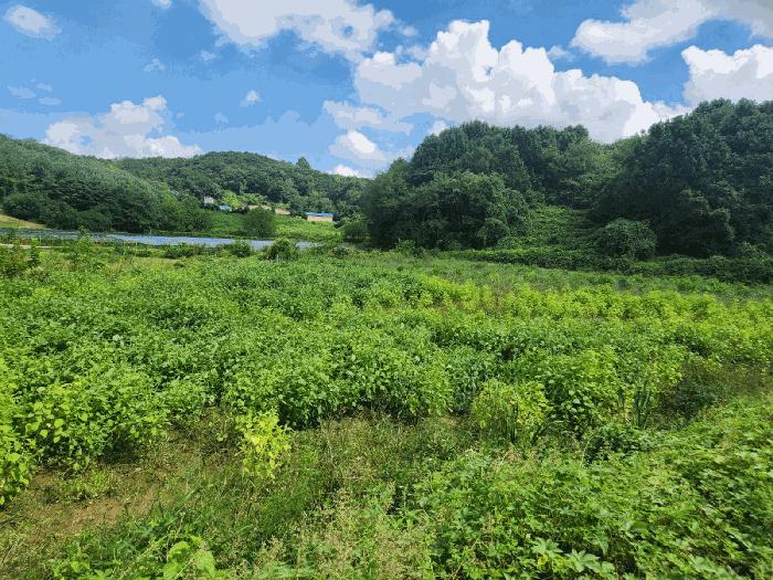 충청남도 당진시 송산면 상거리 58 답 경매 사진 1