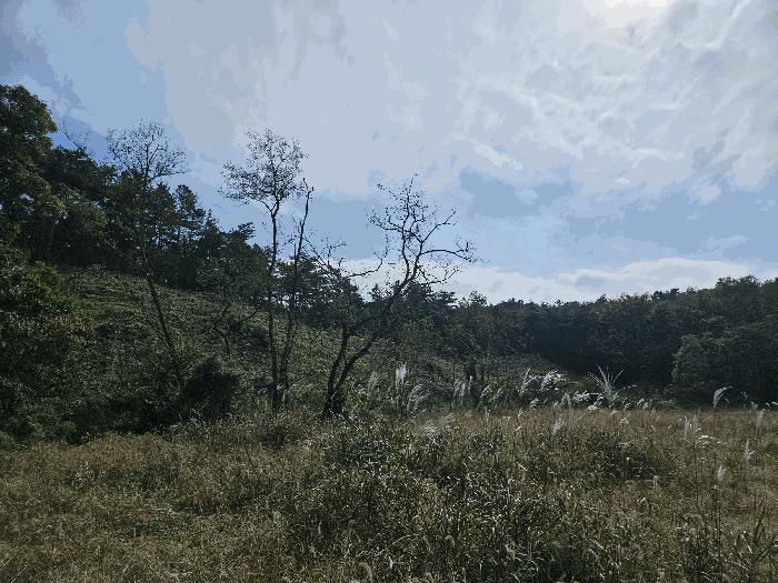 충청남도 당진시 용연동 산199 임야 경매 사진 1